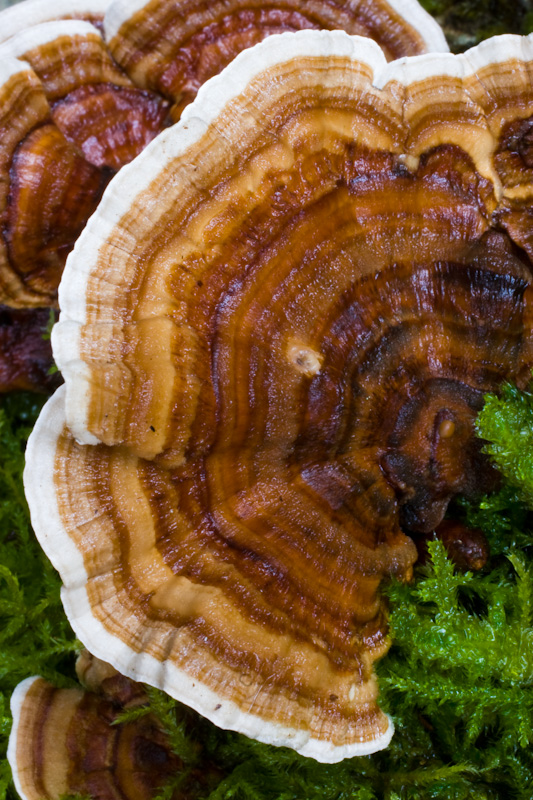 Turkey-Tail Fungus